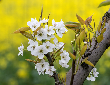 梨花