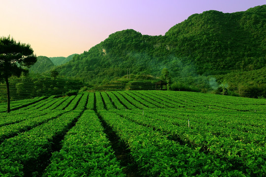 茶园 茶叶 采茶 茶山