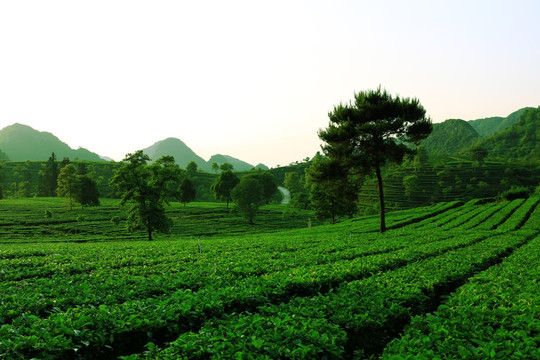 茶园 茶叶 采茶 茶山