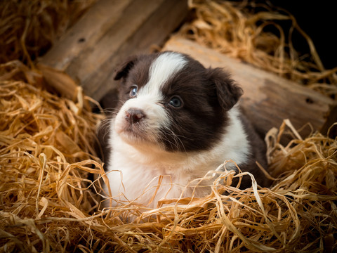 边境牧羊犬幼犬