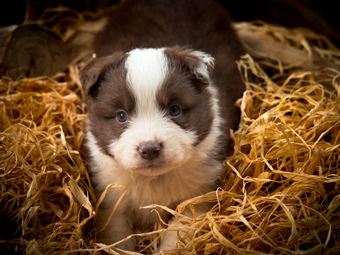 边境牧羊犬幼犬