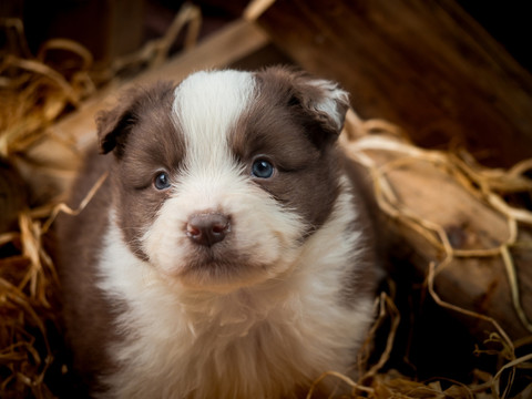 边境牧羊犬幼犬