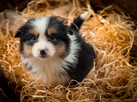 边境牧羊犬幼犬