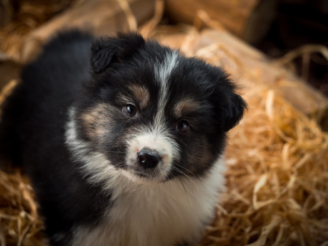 边境牧羊犬幼犬