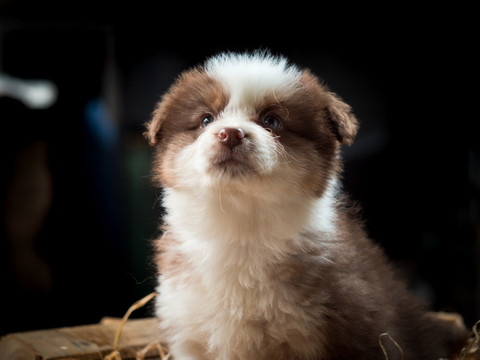 边境牧羊犬幼犬