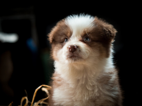 边境牧羊犬幼犬