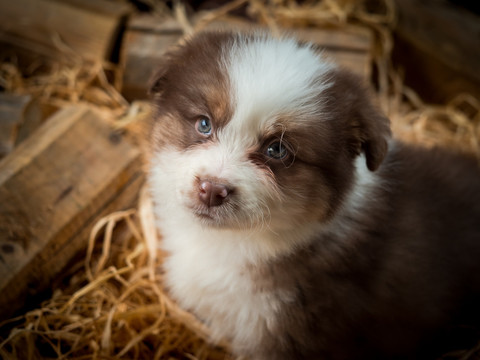 边境牧羊犬幼犬