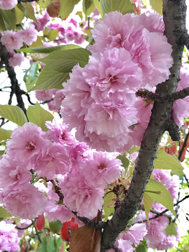 樱花花卉