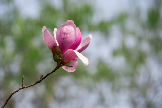 玉兰花