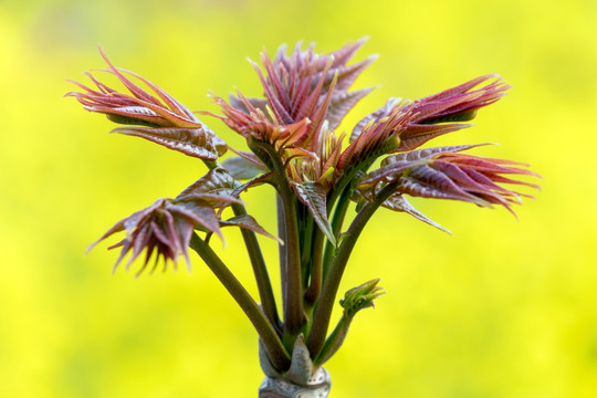 香椿芽