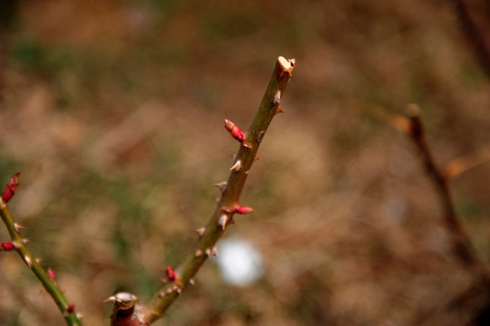 刺玫 花蕾