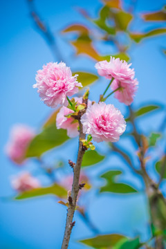 日本樱花雏菊樱