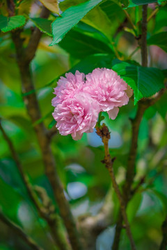 日本樱花雏菊樱