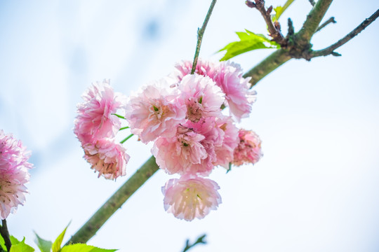 日本樱花雏菊樱