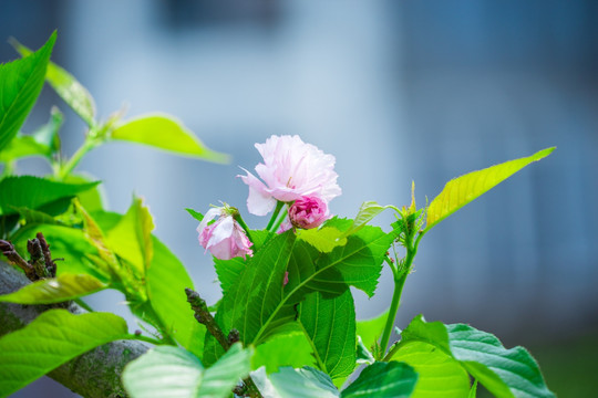 日本樱花雏菊樱