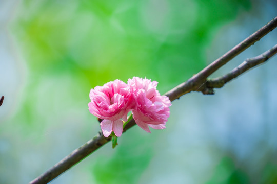 日本樱花雏菊樱