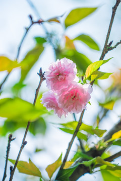 日本樱花雏菊樱