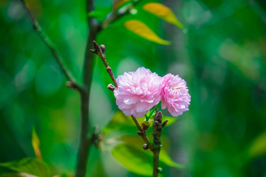 日本樱花