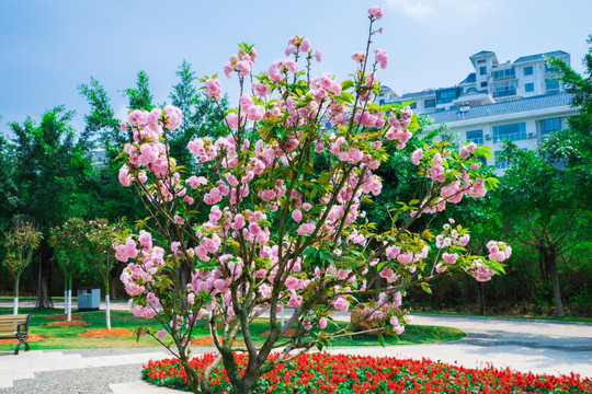 满树樱花