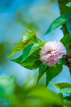 浪漫雏菊樱花