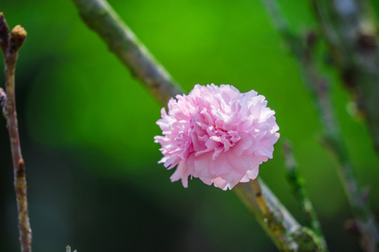 浪漫雏菊樱花