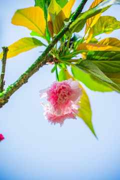 日本樱花雏菊樱