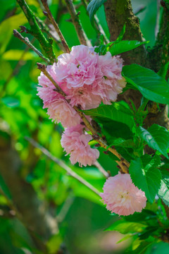 日本樱花雏菊樱