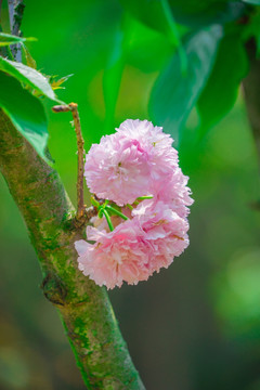 日本樱花雏菊樱