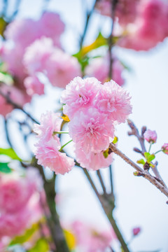 浪漫樱花