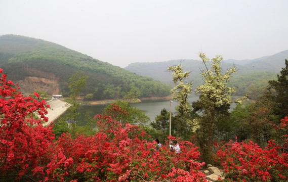 杜鹃花 映山红