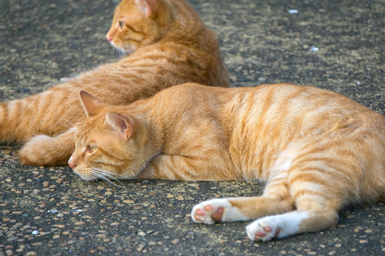 两只猫 懒猫