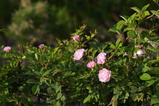 蔷薇花 蔷薇 鲜花 红花 花瓣