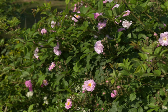 蔷薇花 蔷薇 鲜花 红花 花瓣