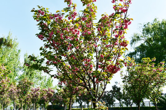 樱花 樱桃花 红花 花瓣 花