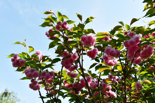 樱花 樱桃花 红花 花瓣 花