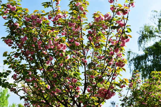 樱花 樱桃花 红花 花瓣 花