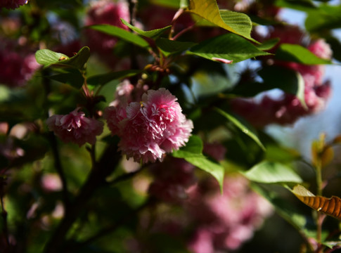 樱花 樱桃花 红花 花瓣 花