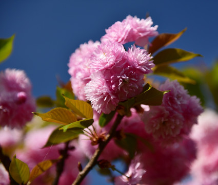 樱花 樱桃花 红花 花瓣 花