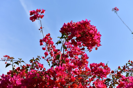 三角梅 红叶 红花 花瓣 花园