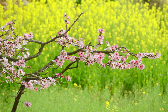 桃花盛开 油菜花 田园风光