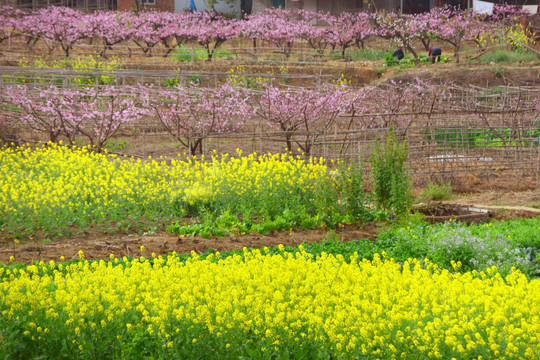 桃花盛开 油菜花 田园风光