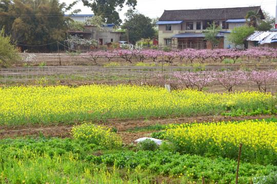 桃花盛开 油菜花 田园风光