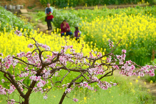 桃花盛开 油菜花 田园风光