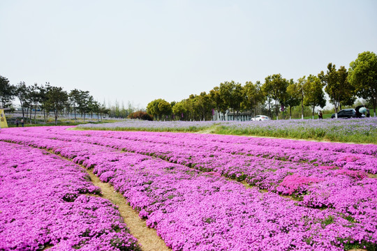 花田