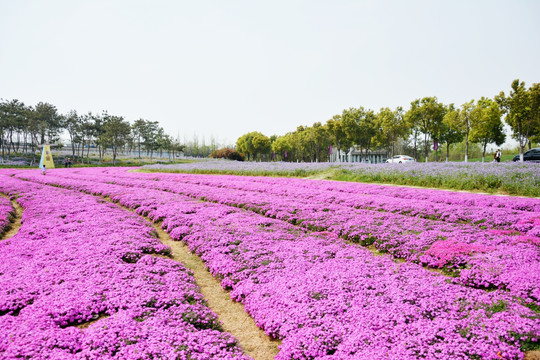 田园花海