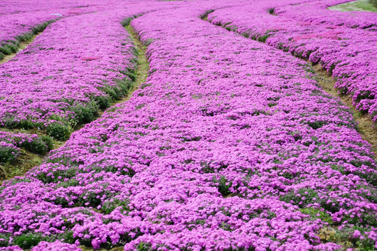 花海 花田美景