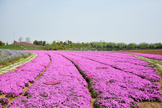 花海