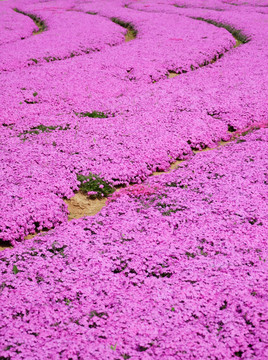 玫红色花海