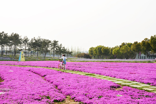 花田美景