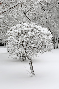 冰雪 树林 白雪 枝头